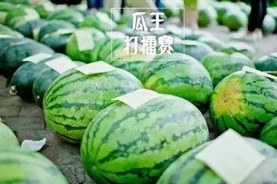 热门大瓜每日大赛,揭秘娱乐圈风云变幻，大赛精彩瞬间回顾